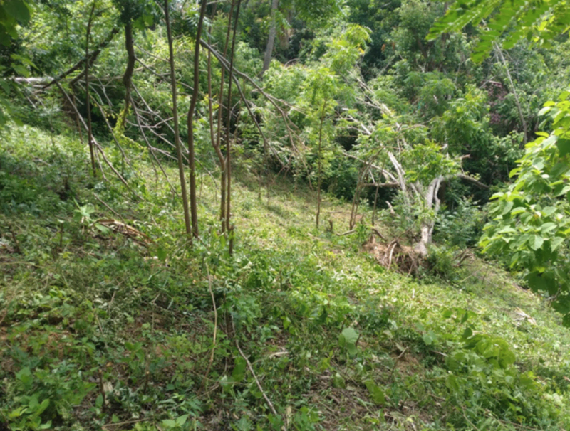 terreno-mazunte-frente-playa-3197m2-oaxaca-ecoturismo-9
